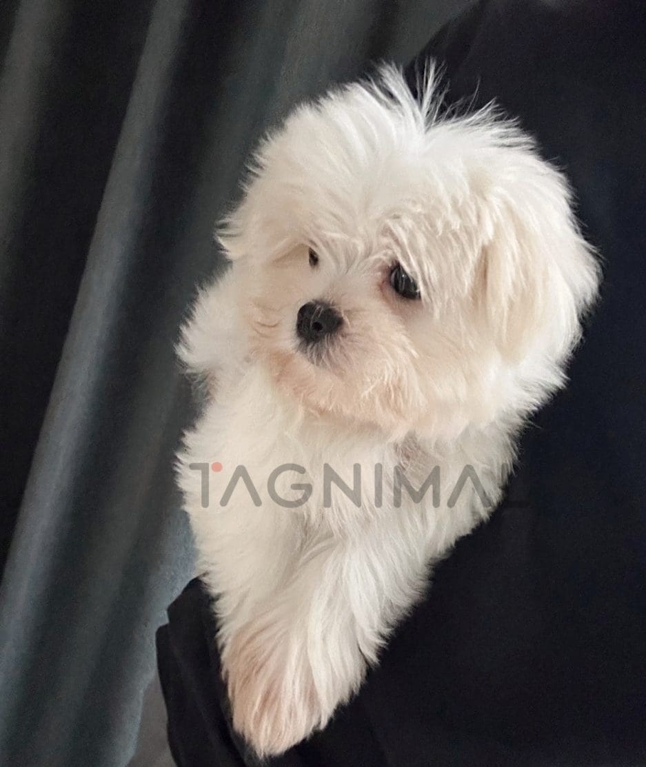 Maltese puppy for sale, dog for sale at Tagnimal