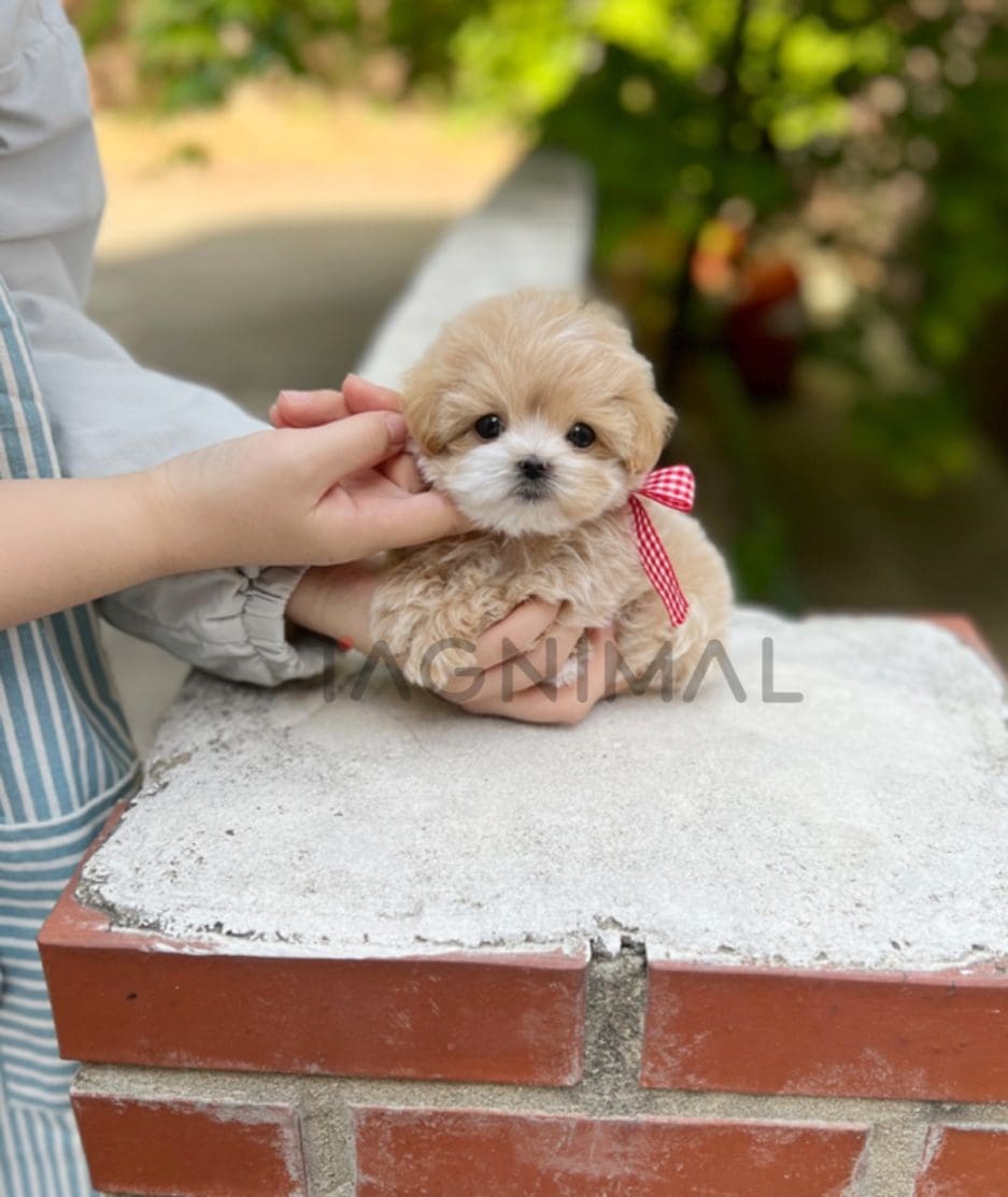 Maltipoo puppy for sale, dog for sale at Tagnimal