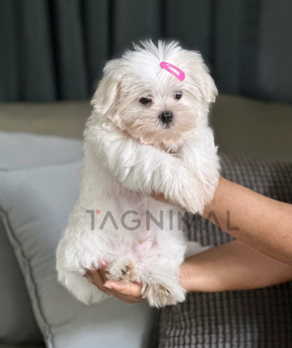 Maltese puppy for sale, dog for sale at Tagnimal