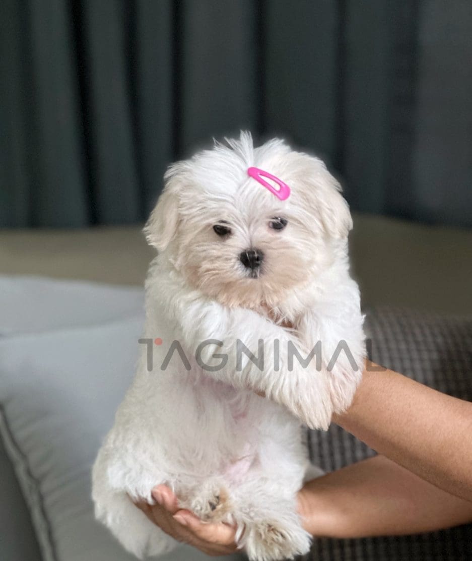 Maltese puppy for sale, dog for sale at Tagnimal