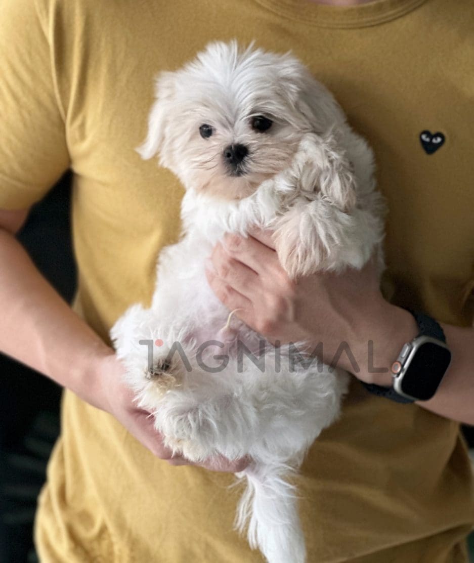 Maltese puppy for sale, dog for sale at Tagnimal