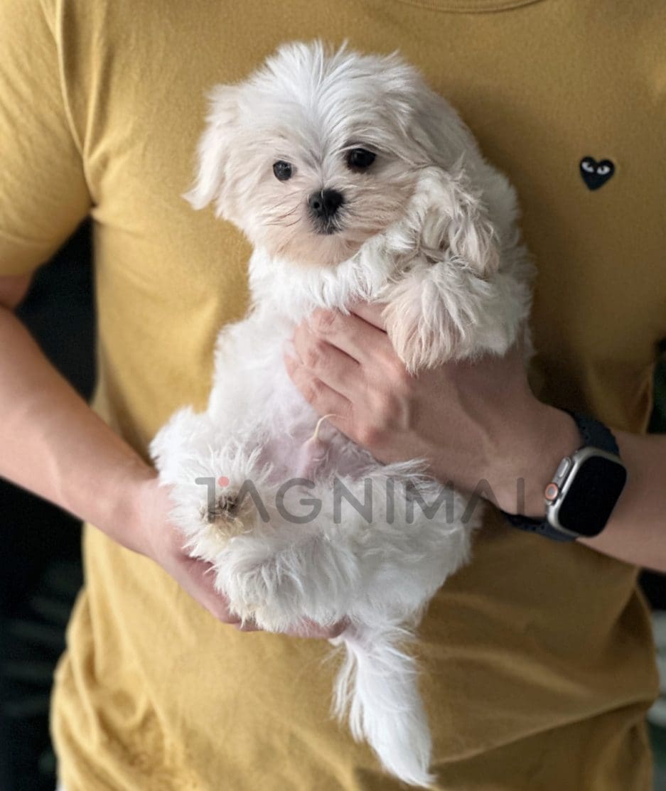 Maltese puppy for sale, dog for sale at Tagnimal