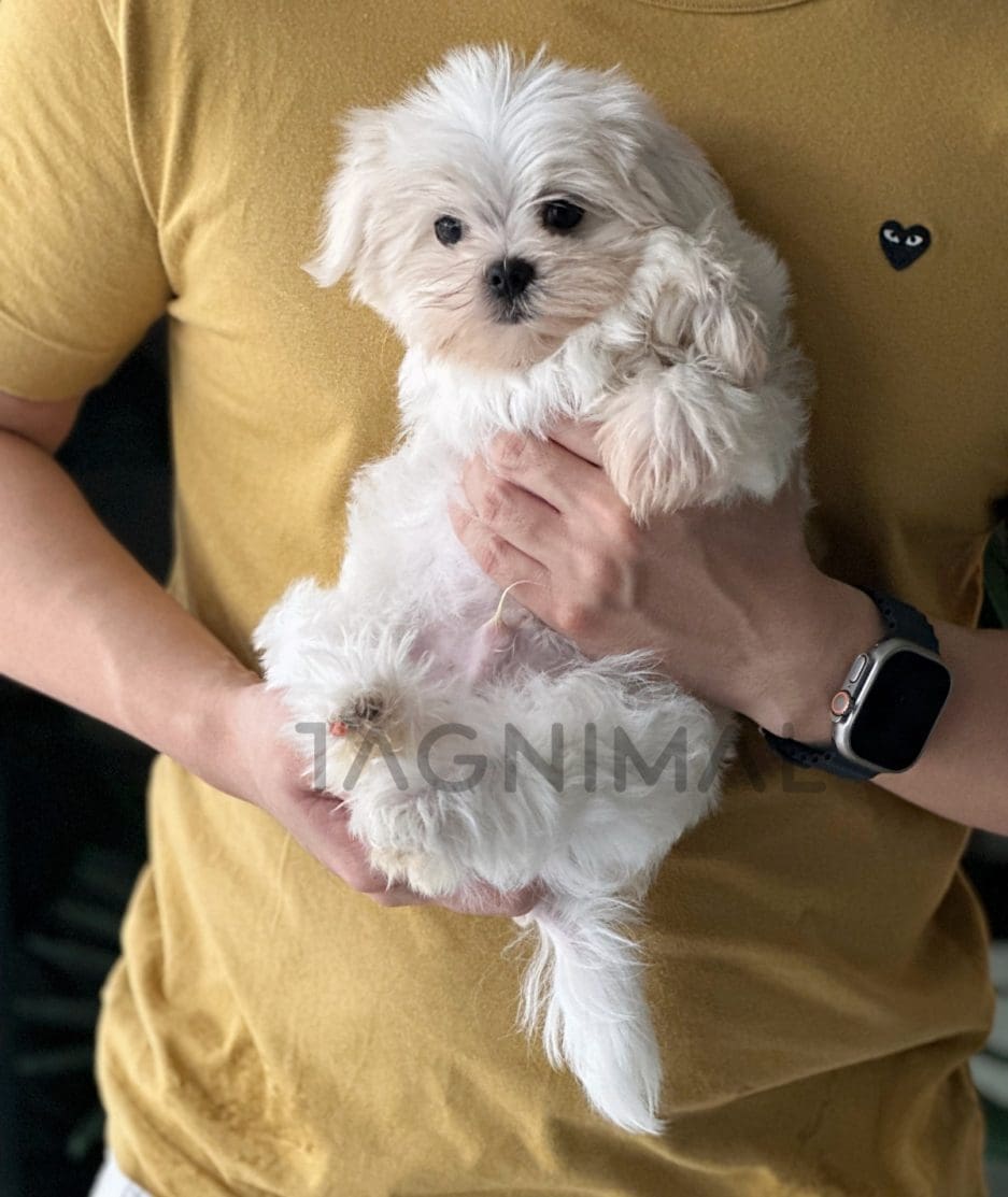 Maltese puppy for sale, dog for sale at Tagnimal