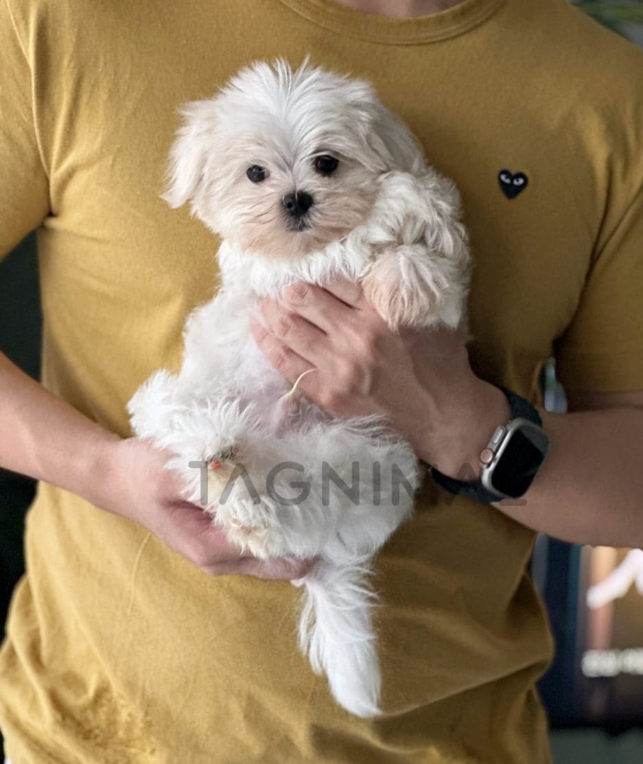 Maltese puppy for sale, dog for sale at Tagnimal