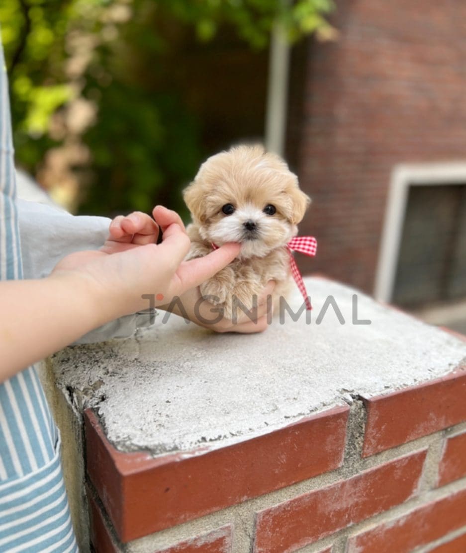 Maltipoo puppy for sale, dog for sale at Tagnimal