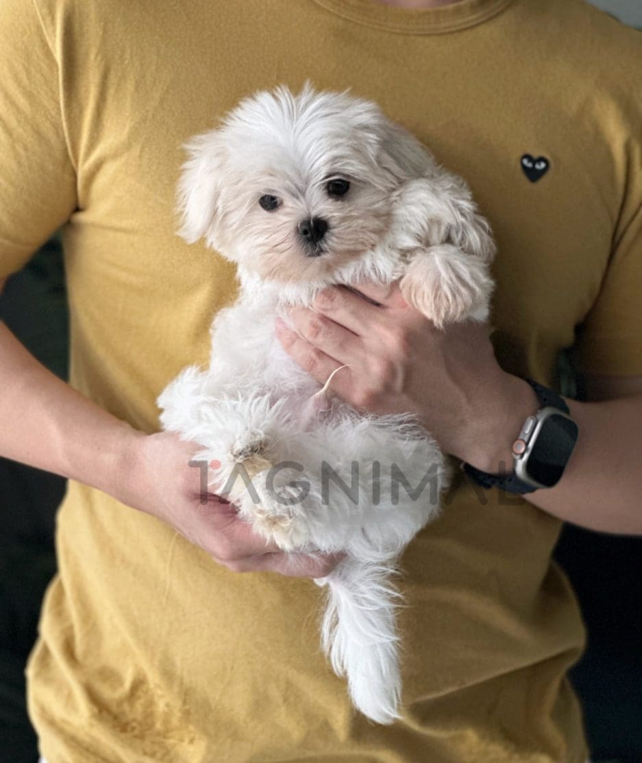 Maltese puppy for sale, dog for sale at Tagnimal