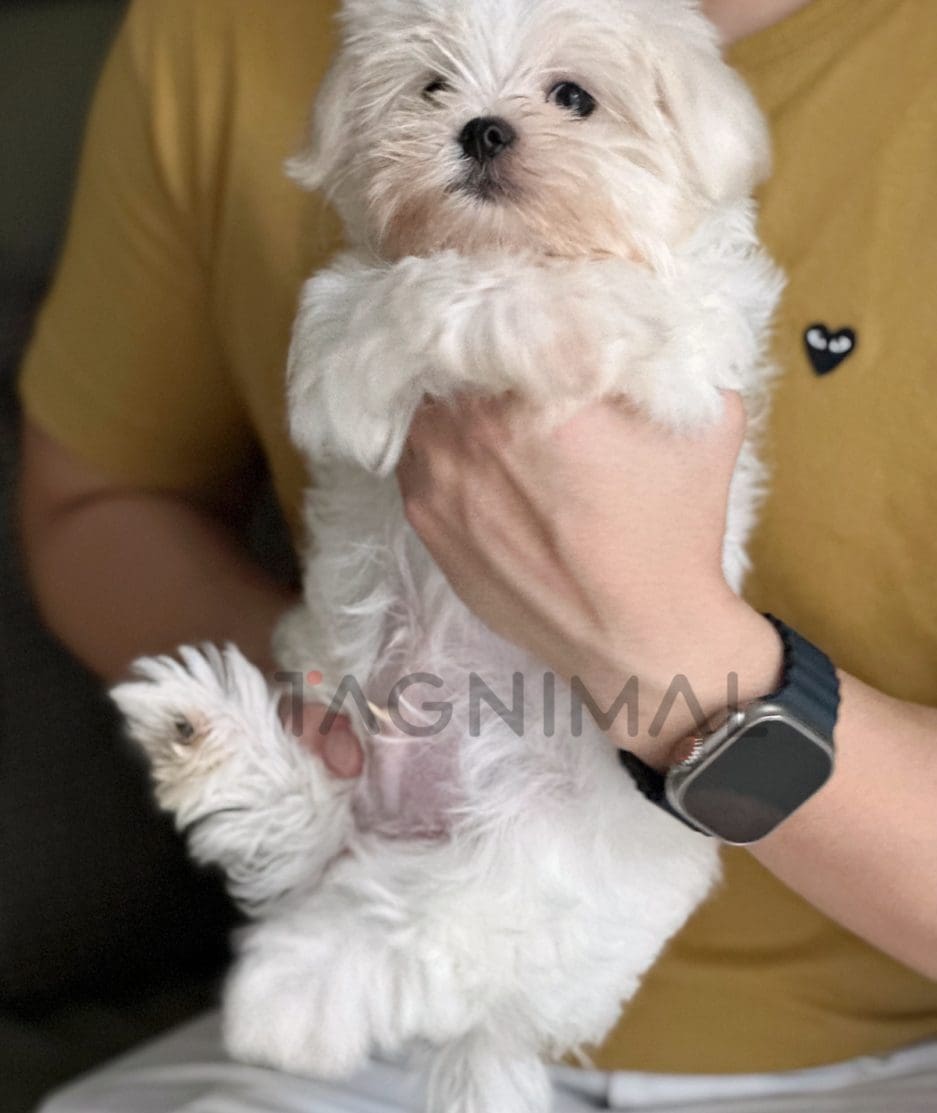 Maltese puppy for sale, dog for sale at Tagnimal