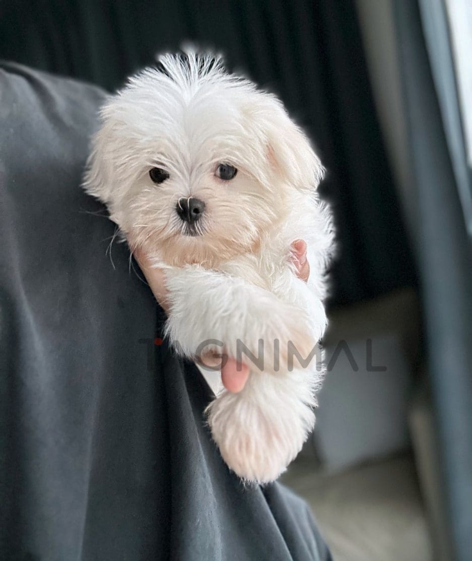 Maltese puppy for sale, dog for sale at Tagnimal