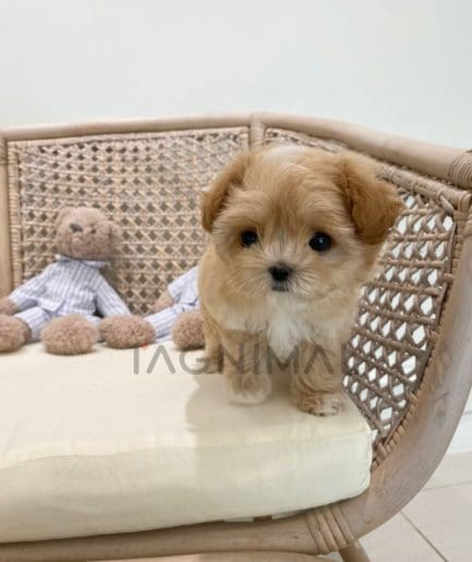 Maltipoo puppy for sale, dog for sale at Tagnimal