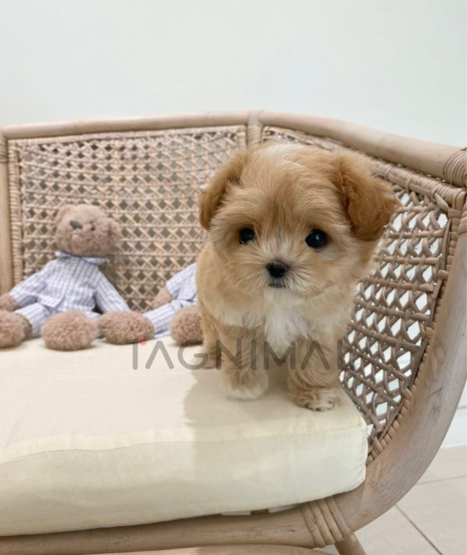 Maltipoo puppy for sale, dog for sale at Tagnimal