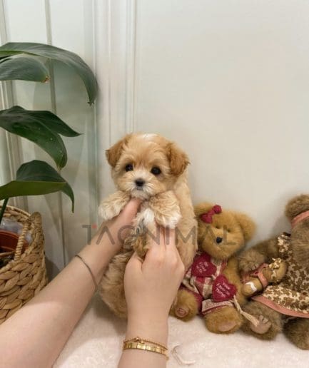 Maltipoo puppy for sale, dog for sale at Tagnimal