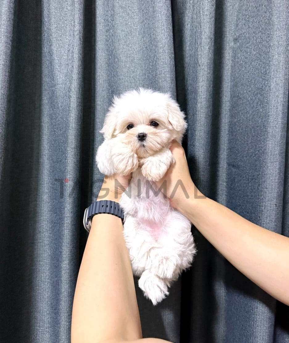 Maltipoo puppy for sale, dog for sale at Tagnimal