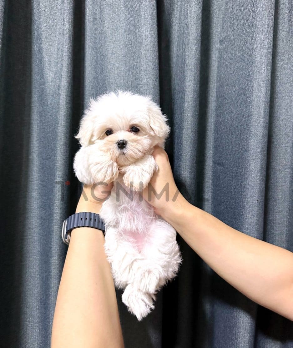 Maltipoo puppy for sale, dog for sale at Tagnimal