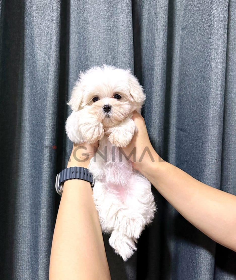 Maltipoo puppy for sale, dog for sale at Tagnimal