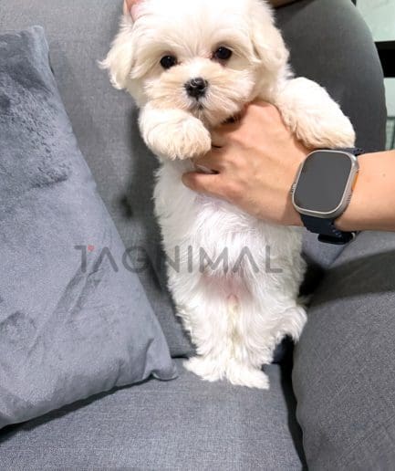 Maltipoo puppy for sale, dog for sale at Tagnimal