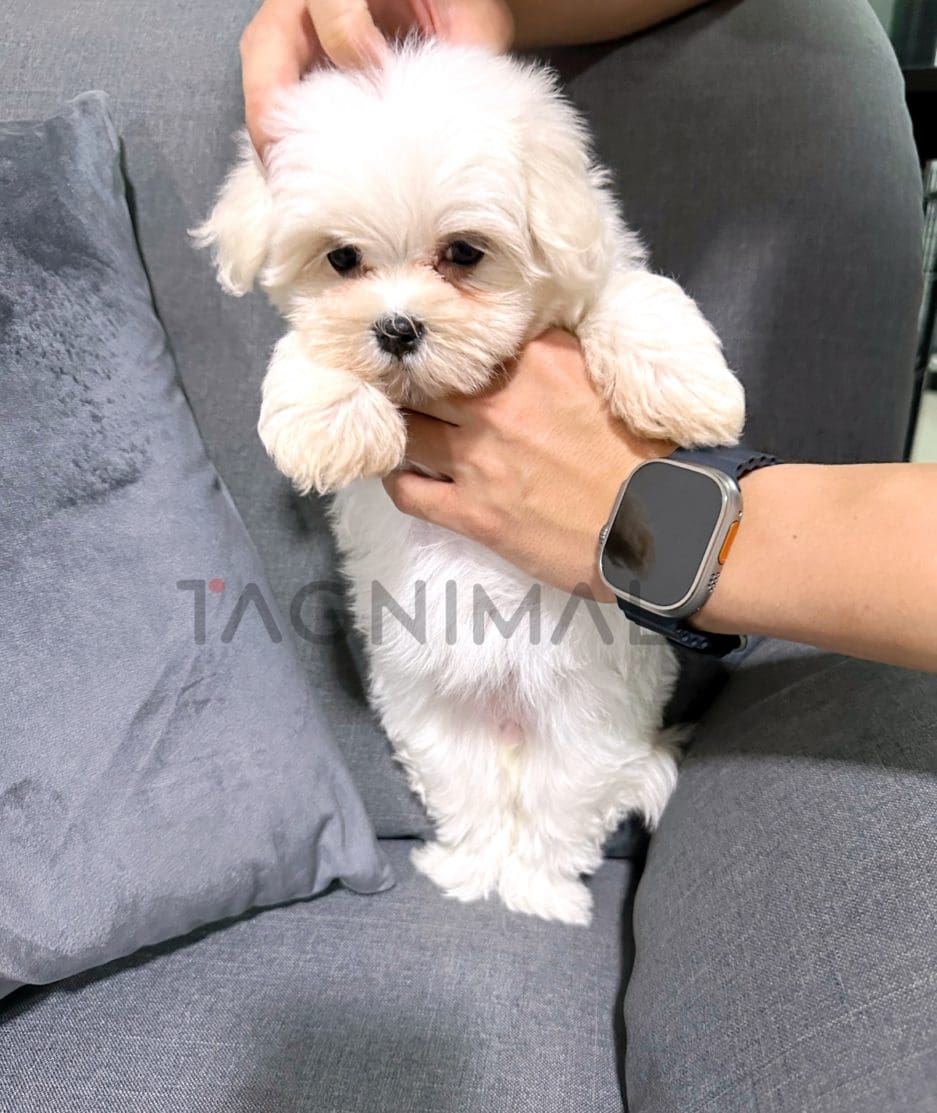 Maltipoo puppy for sale, dog for sale at Tagnimal