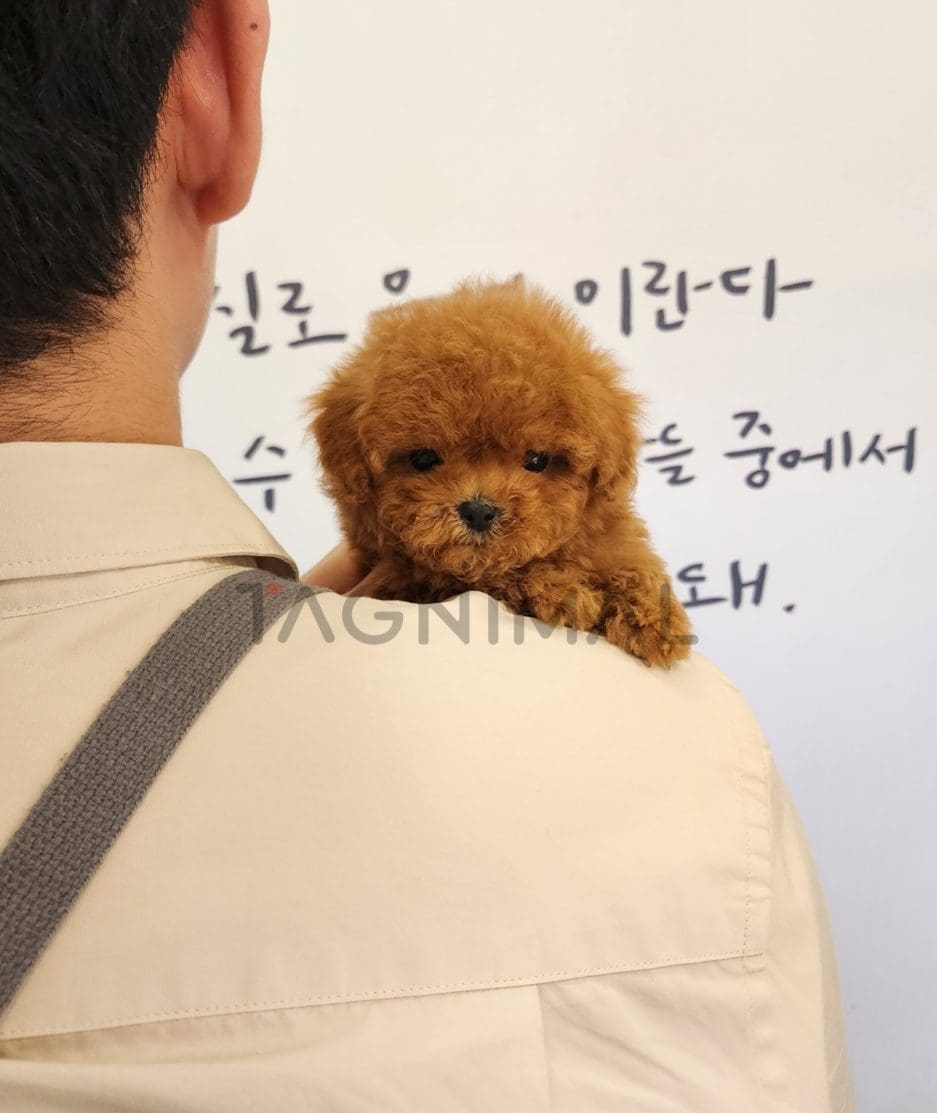 Poodle puppy for sale, dog for sale at Tagnimal