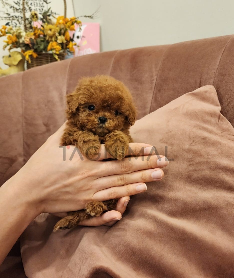 Poodle puppy for sale, dog for sale at Tagnimal