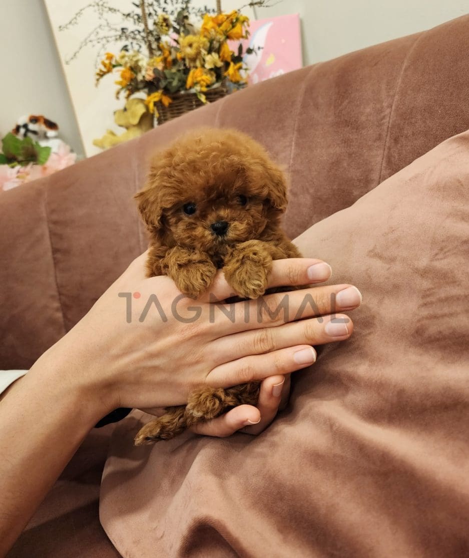 Poodle puppy for sale, dog for sale at Tagnimal