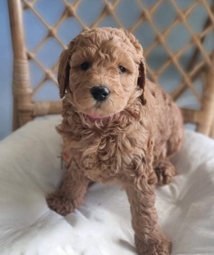 Cavapoo puppy for sale, dog for sale at Tagnimal