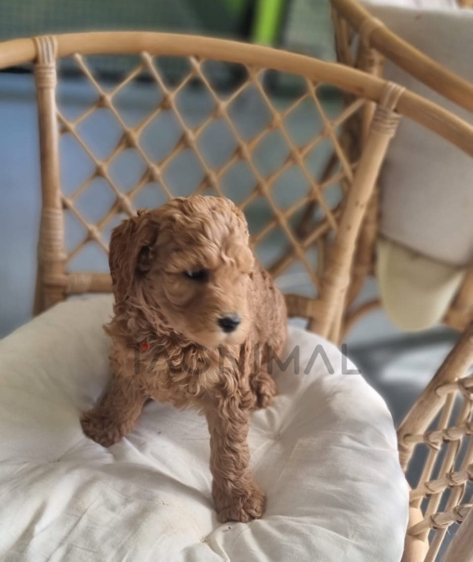 Cavapoo puppy for sale, dog for sale at Tagnimal