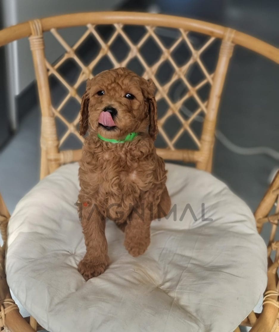 Cavapoo puppy for sale, dog for sale at Tagnimal