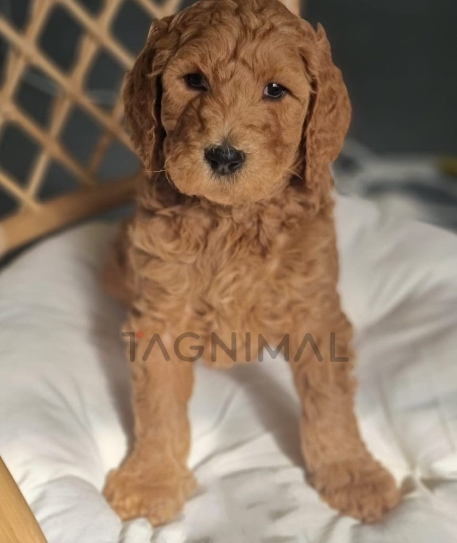 Cavapoo puppy for sale, dog for sale at Tagnimal