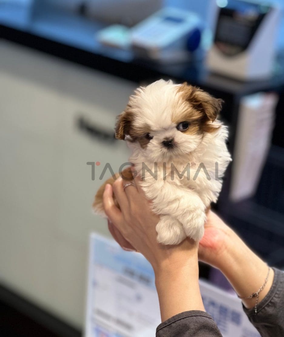 Shih Tzu puppy for sale, dog for sale at Tagnimal