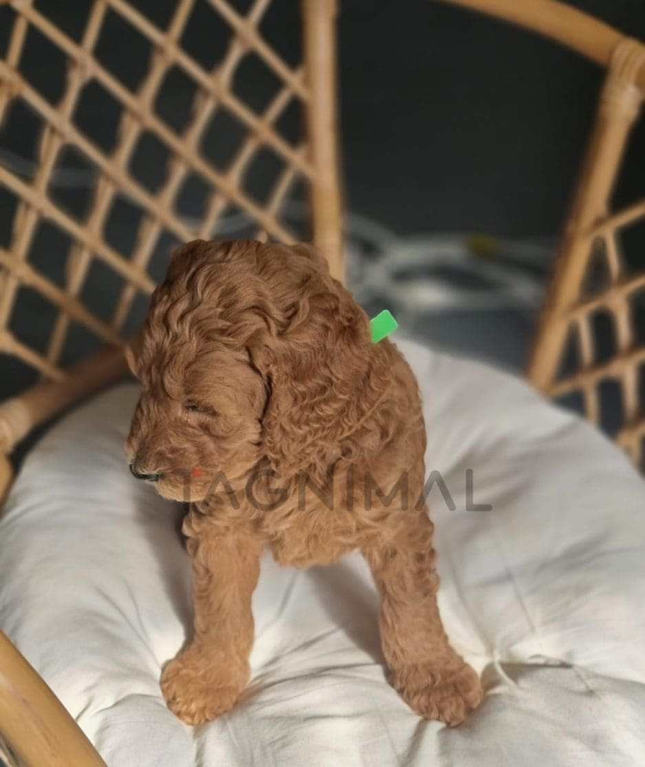 Cavapoo puppy for sale, dog for sale at Tagnimal