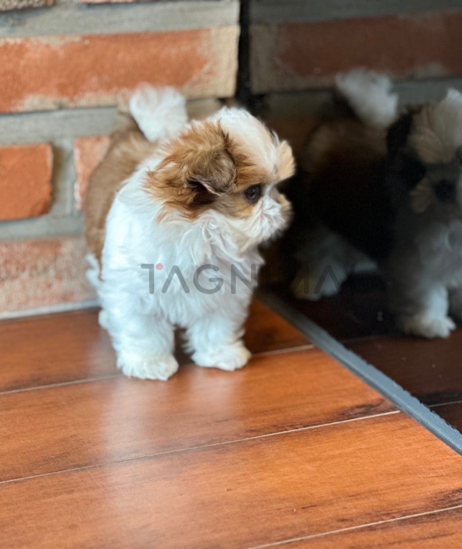 Shih Tzu puppy for sale, dog for sale at Tagnimal