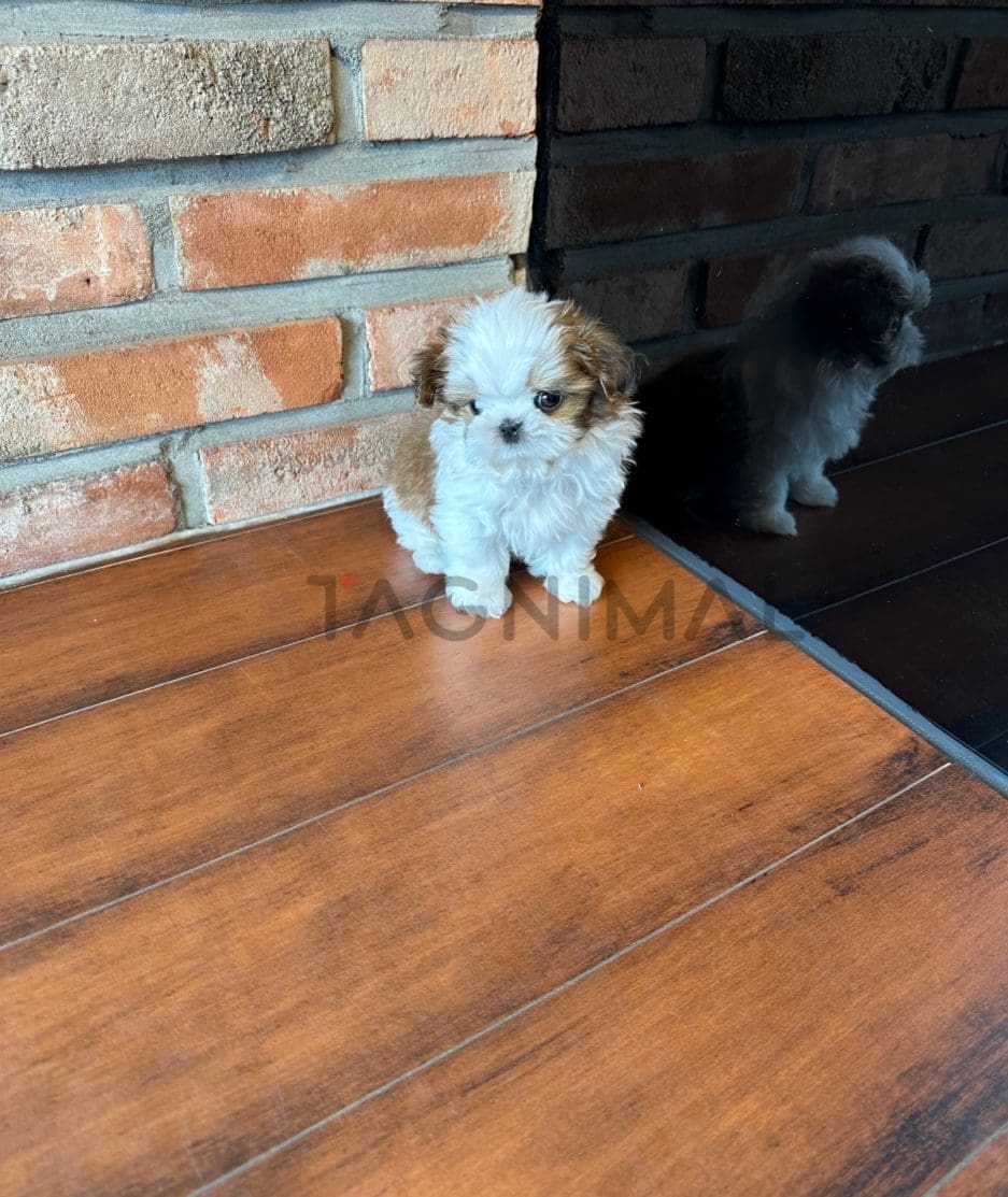 Shih Tzu puppy for sale, dog for sale at Tagnimal