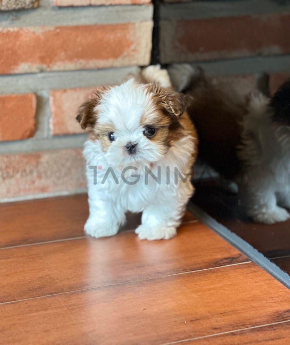 Maltese puppy for sale, dog for sale at Tagnimal