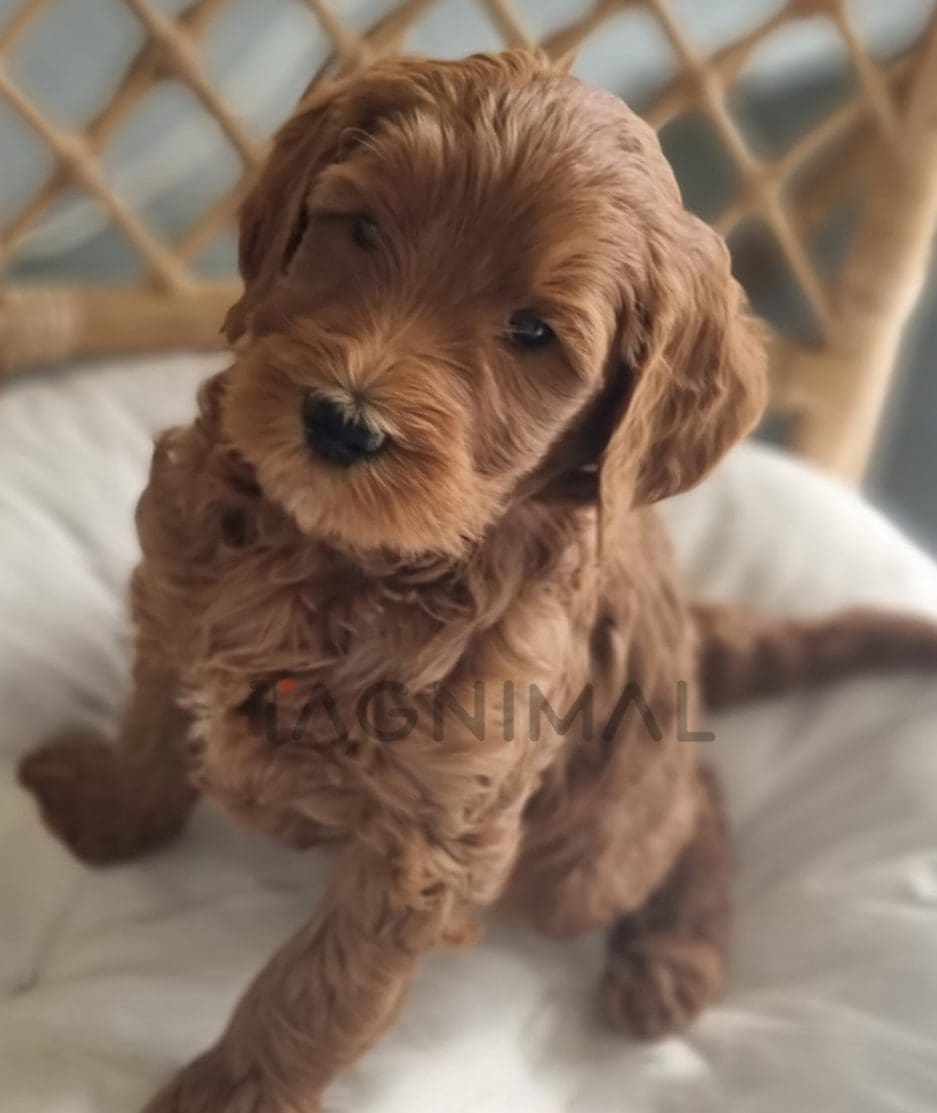 Cavapoo puppy for sale, dog for sale at Tagnimal