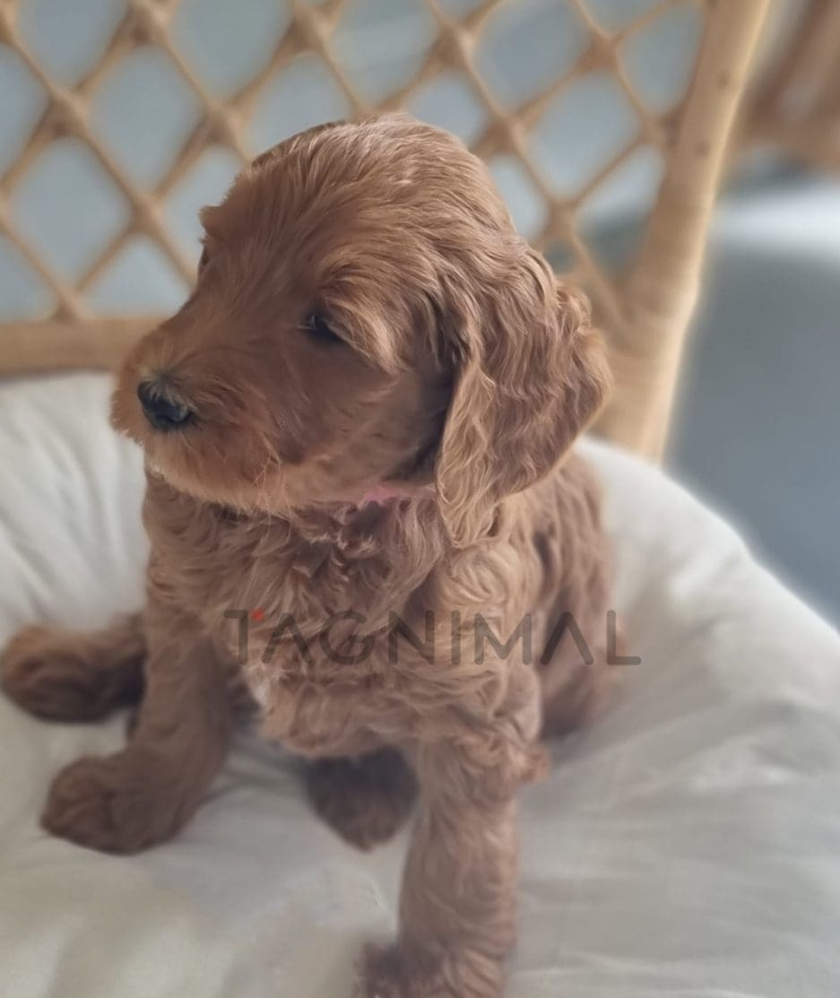 Cavapoo puppy for sale, dog for sale at Tagnimal