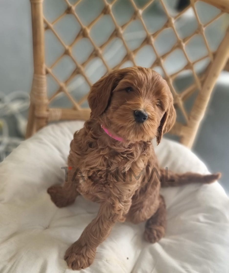 Cavapoo puppy for sale, dog for sale at Tagnimal