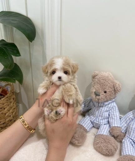 Maltipoo puppy for sale, dog for sale at Tagnimal