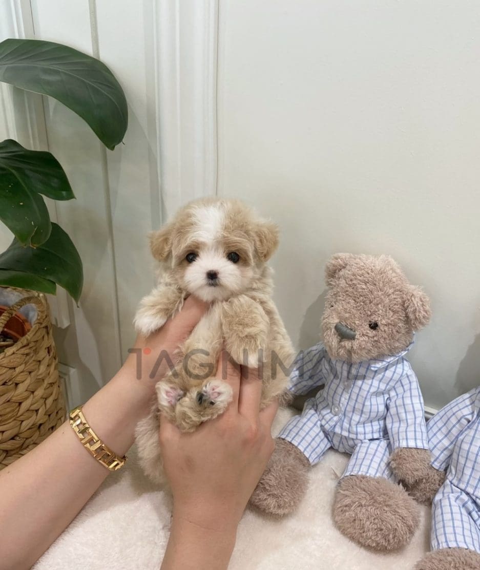 Maltipoo puppy for sale, dog for sale at Tagnimal