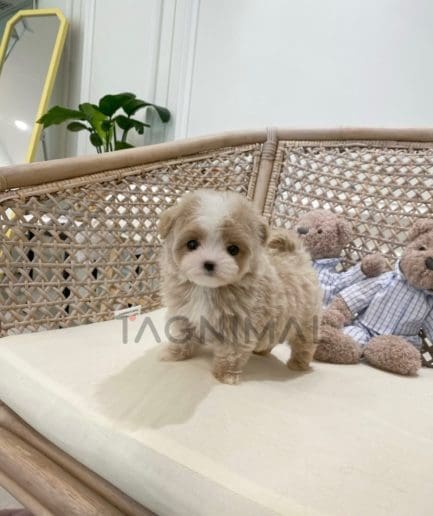 Maltipoo puppy for sale, dog for sale at Tagnimal