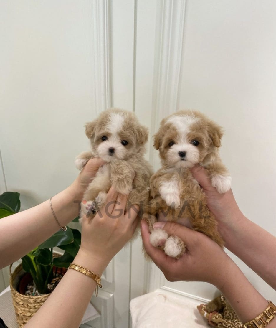 Maltipoo puppy for sale, dog for sale at Tagnimal