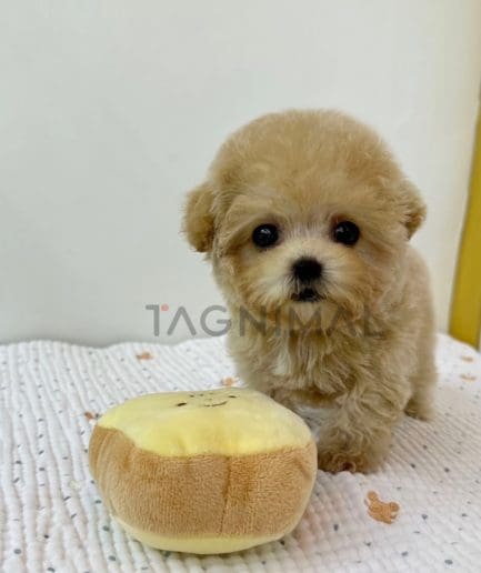 Maltipoo puppy for sale, dog for sale at Tagnimal