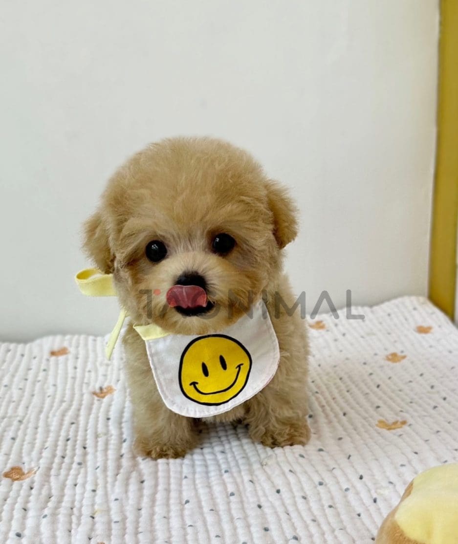 Maltipoo puppy for sale, dog for sale at Tagnimal