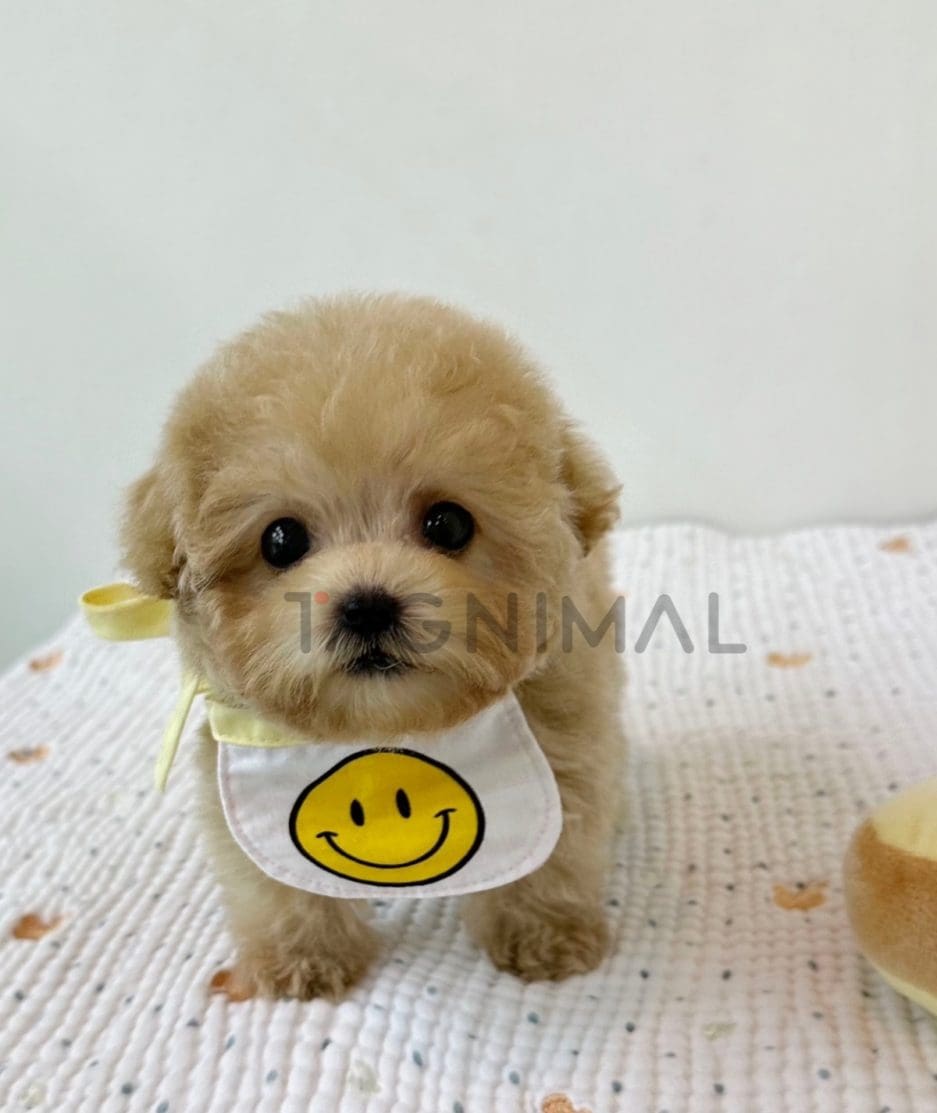 Maltipoo puppy for sale, dog for sale at Tagnimal