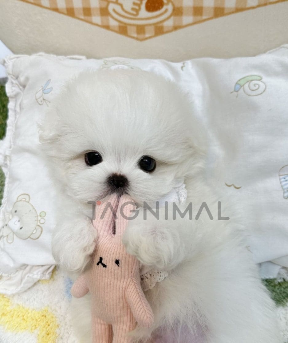 Maltese puppy for sale, dog for sale at Tagnimal