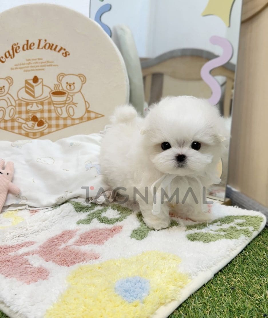 Maltese puppy for sale, dog for sale at Tagnimal