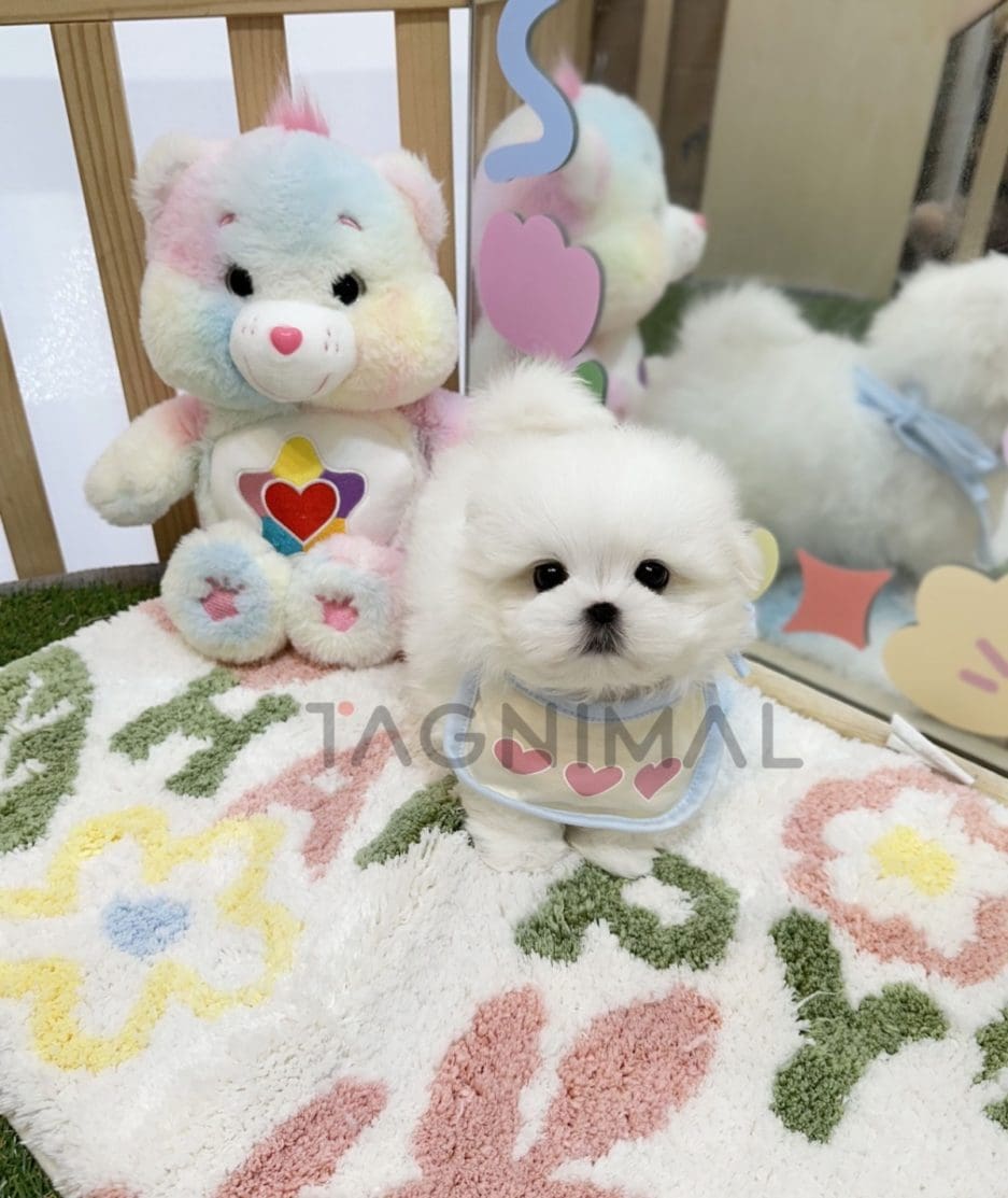 Maltese puppy for sale, dog for sale at Tagnimal