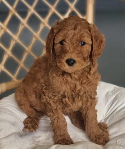 Cavapoo puppy for sale, dog for sale at Tagnimal