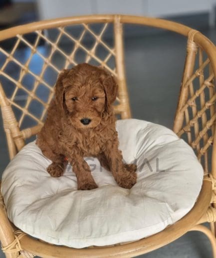 Cavapoo puppy for sale, dog for sale at Tagnimal