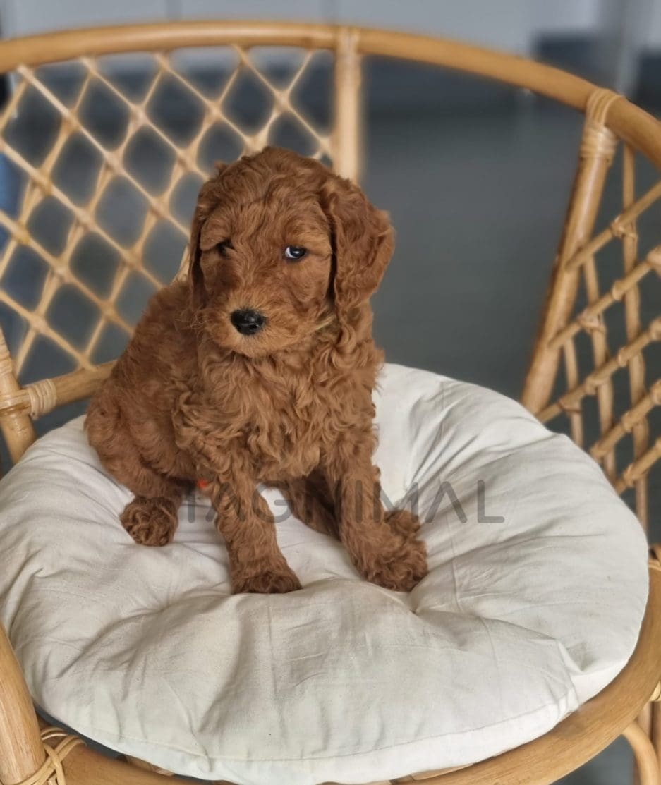 Cavapoo puppy for sale, dog for sale at Tagnimal