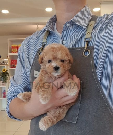 Maltipoo puppy for sale, dog for sale at Tagnimal