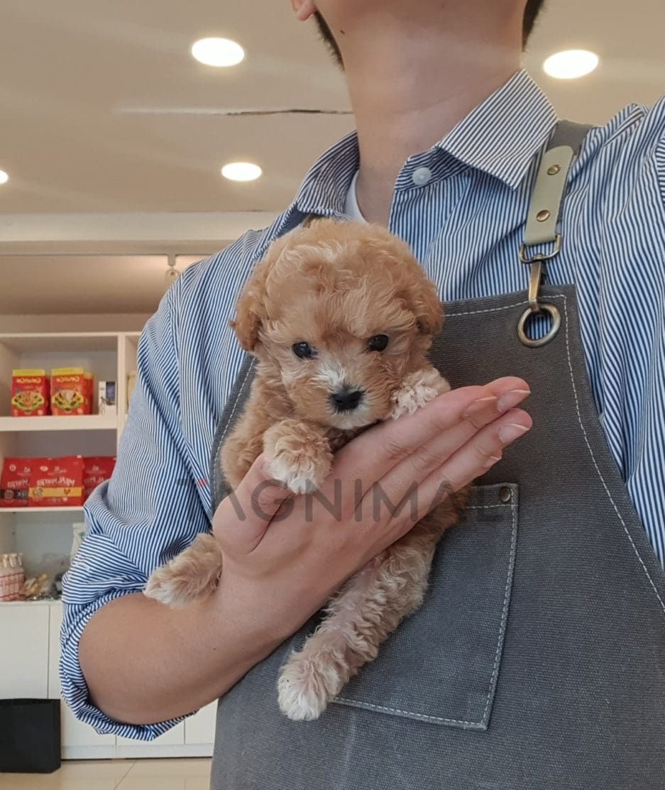 Maltipoo puppy for sale, dog for sale at Tagnimal